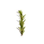 Rosemary