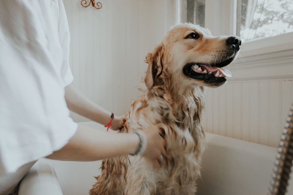 pet shampoo & conditioner, oatmeal shampoo for dogs, dog shampoo for itchy skin, natural dog shampoo