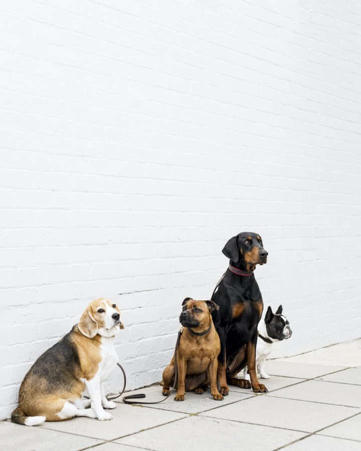 Dog-Friendly Bars in Melbourne