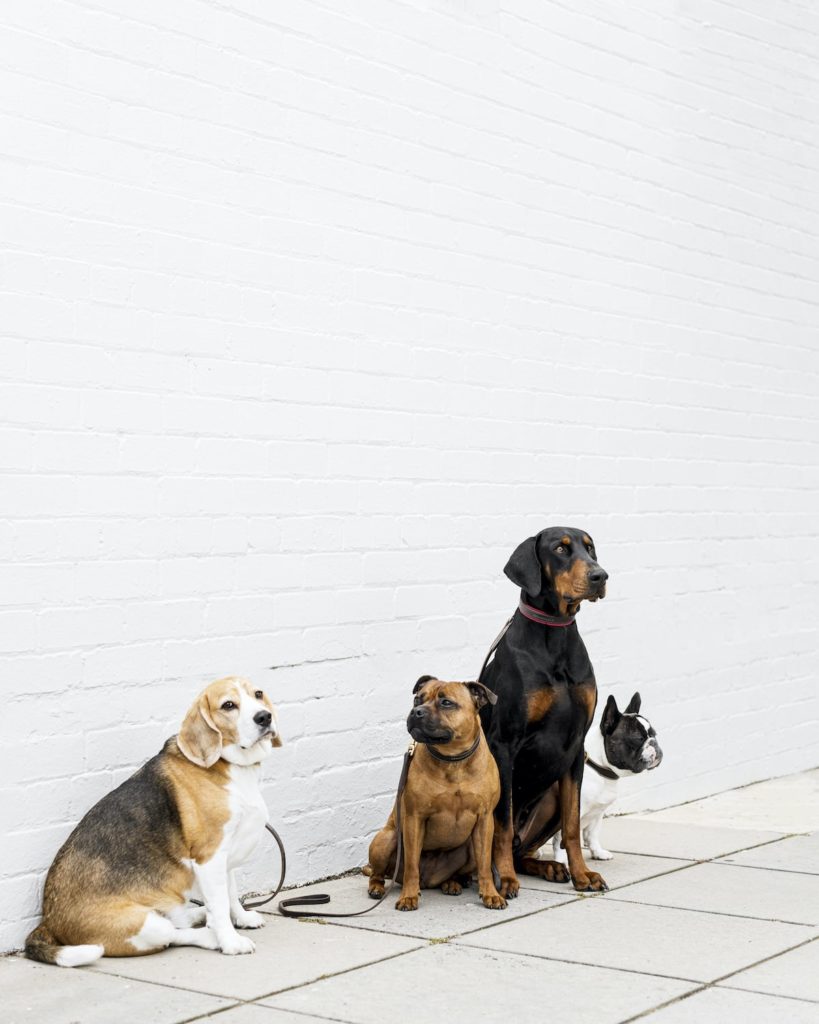 Dog Friendly Bars in Melbourne Natural Dog Shampoo Houndztooth
