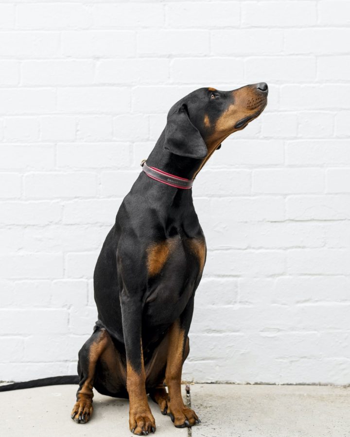 Why Does My Dog Itch, Bite Its Paws or Lick Its Skin?