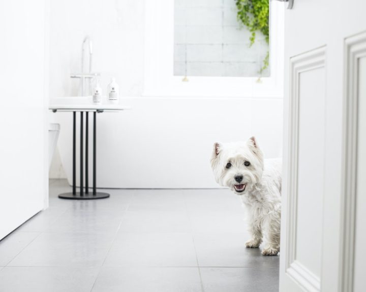 4 Steps To Remove Fur Balls and Matted Fur From Your Dog