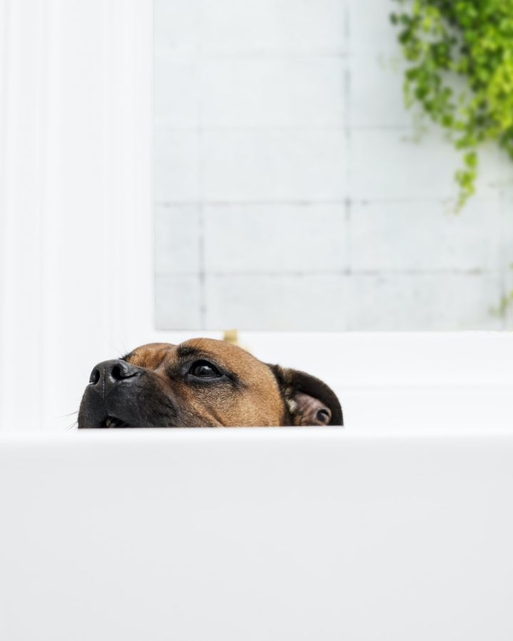 3 Steps On How To Toilet Train Puppies