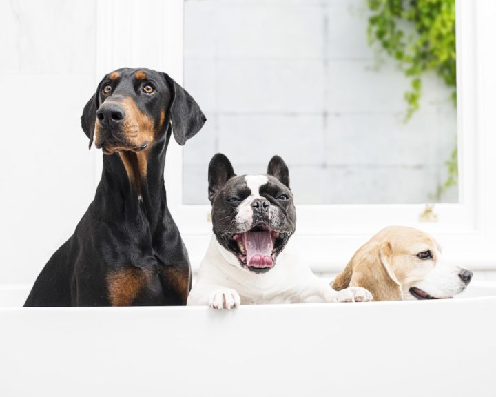 4 Easy Ways To Keep Your Dog Entertained