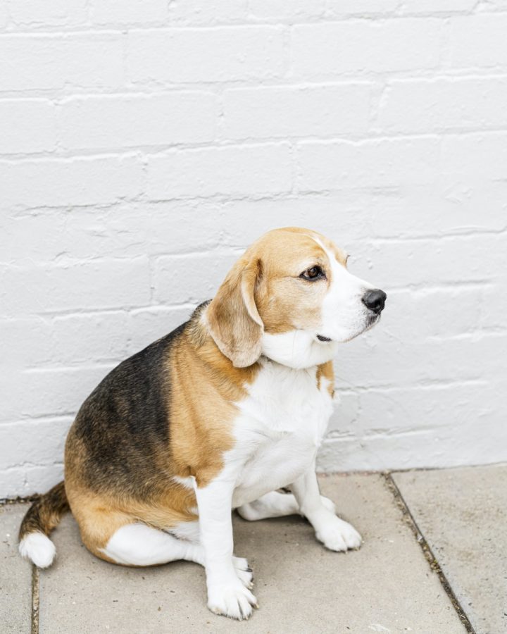 Is There Fish Oil For Dogs?