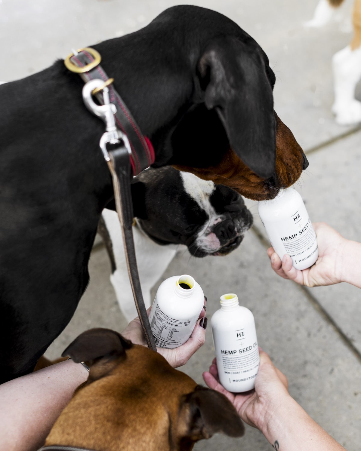 hemp oil for dogs australia, pet shampoo & conditioner, dog shampoo for itchy skin, natural dog shampoo