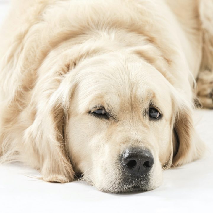 Ticks and How They Can Affect Your Dogs Health