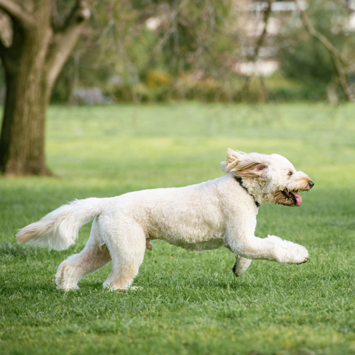 Our Tips on Dog Park Etiquette