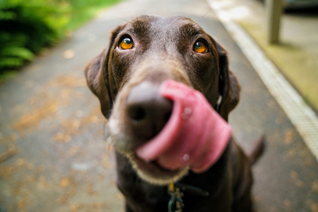 can dogs have hemp seed oil