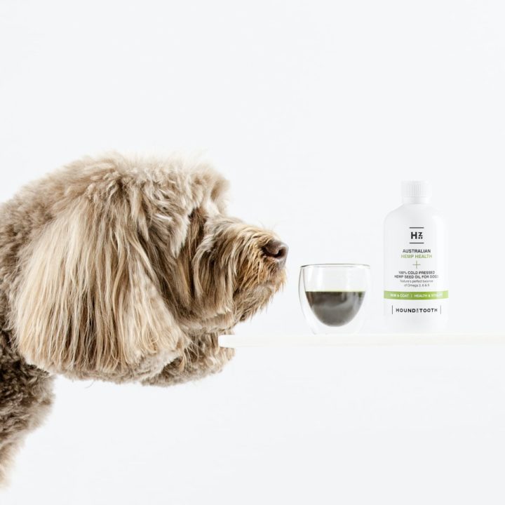 Hemp Seed Oil for Your Dog’s Skin and Coat
