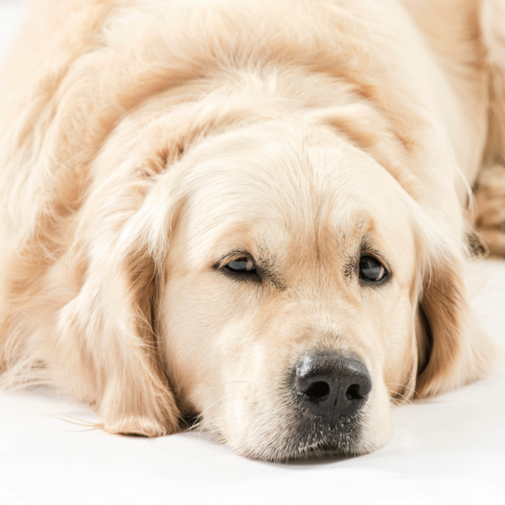 How to Help an Anxious Dog