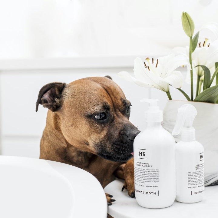 How To Soothe Your Dog’s Itchy Skin