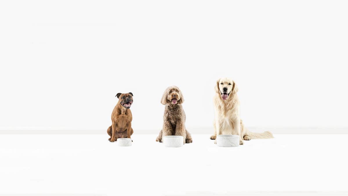 marble dog bowls, pet shampoo & conditioner, dog shampoo for itchy skin, natural dog shampoo, oatmeal shampoo for dogs 