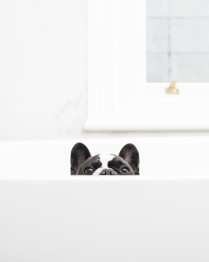 How To Bathe a Dog With Itchy Skin 