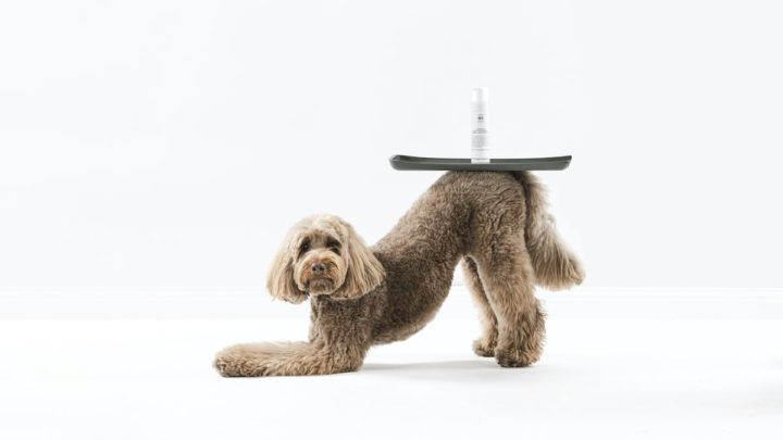 New Product: Frankie & Felix’s Blend No. 5 Waterless Shampoo