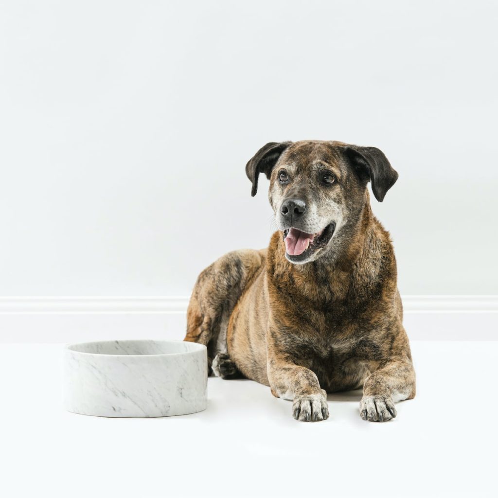 dog bowls, clean dog treats, marble dog bowl