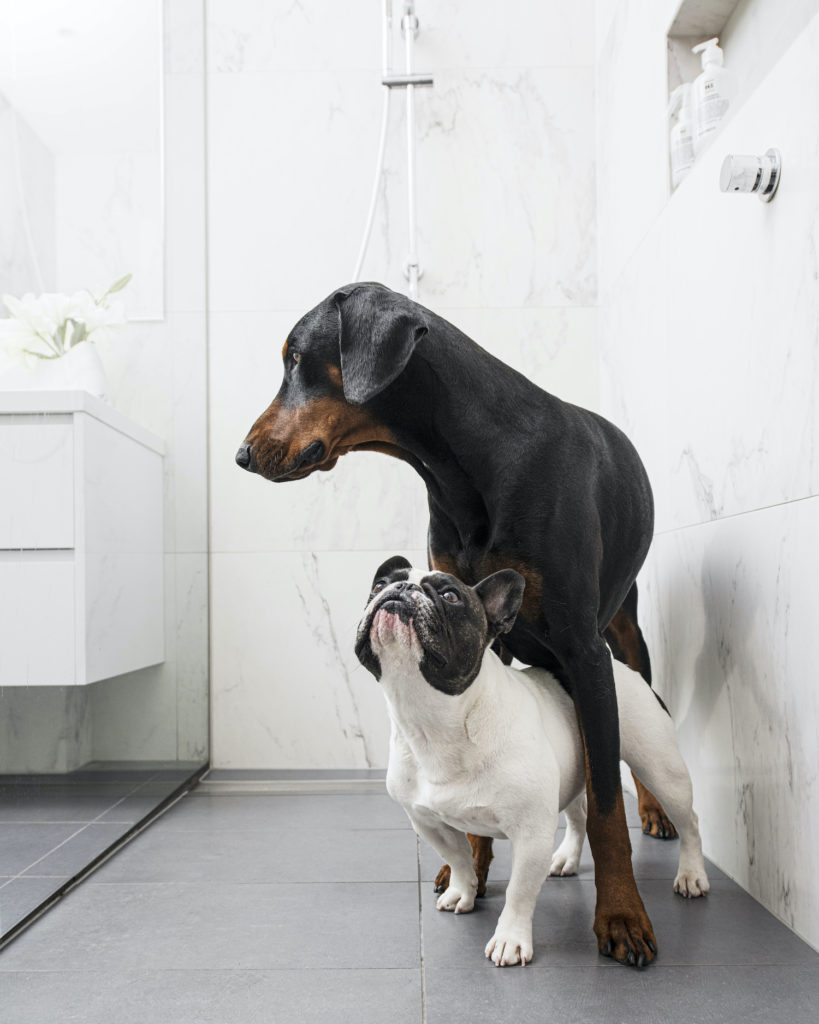 pet shampoo & conditioner, oatmeal shampoo for dogs, dog shampoo for itchy skin, natural dog shampoo