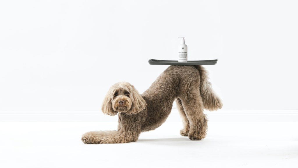 hemp oil for dogs australia, natural dog shampoo, pet shampoo & conditioner, dog shampoo for itchy skin