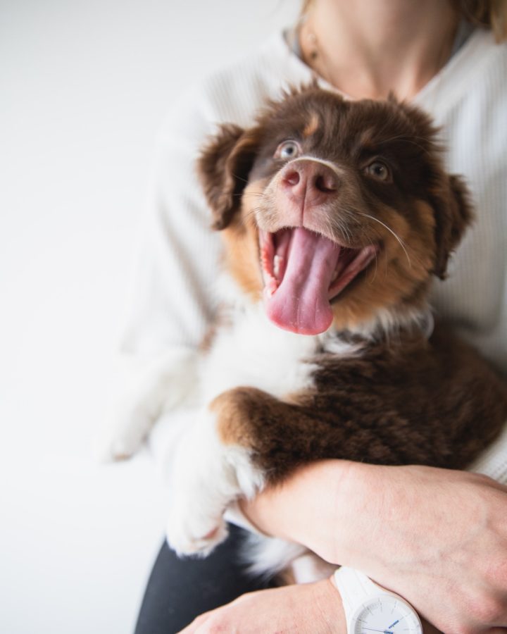 5 Health Benefits Of Having Pets