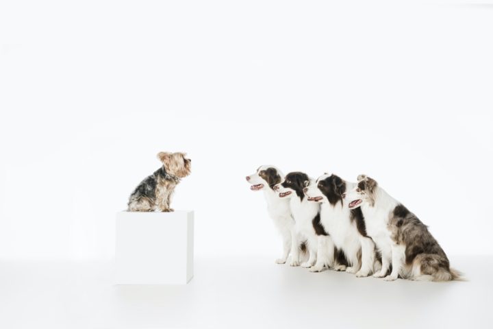 4 Ways To Keep Your Dog Entertained Inside