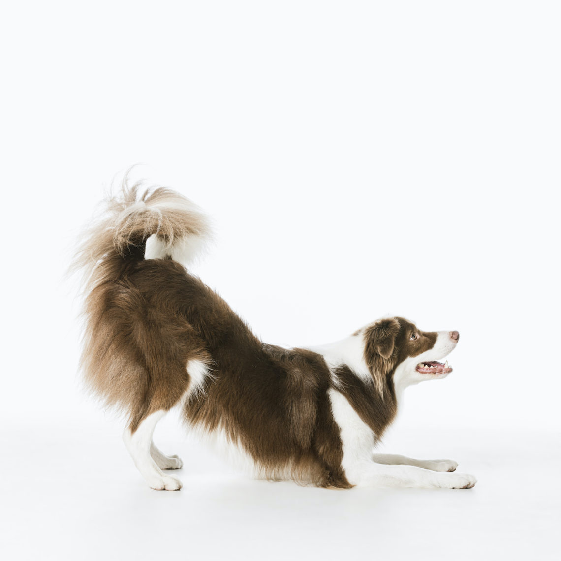 Understanding Your Dog’s Coat Type Natural Dog Shampoo