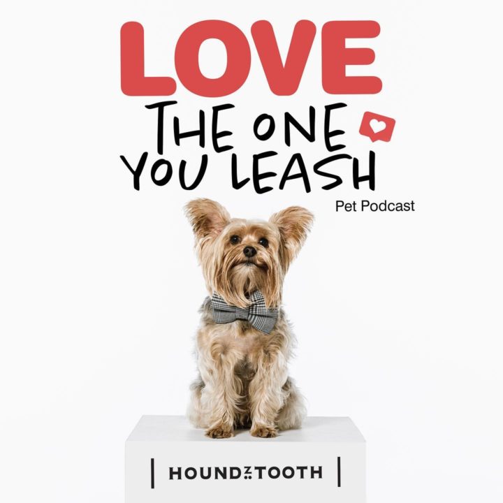 Sherlock; the Insta-famous-pooch