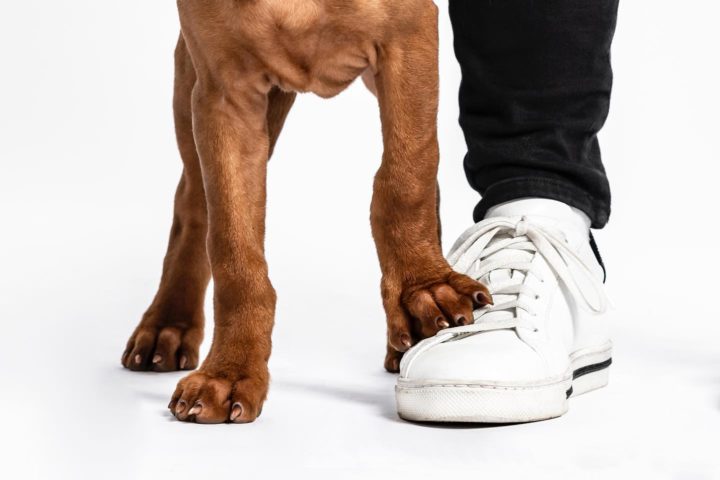 Helping Your Dog to Feel Comfortable Around People in Masks