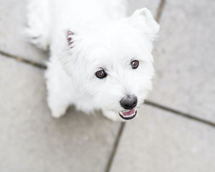 Feeding Training Treats & Natural Supplements