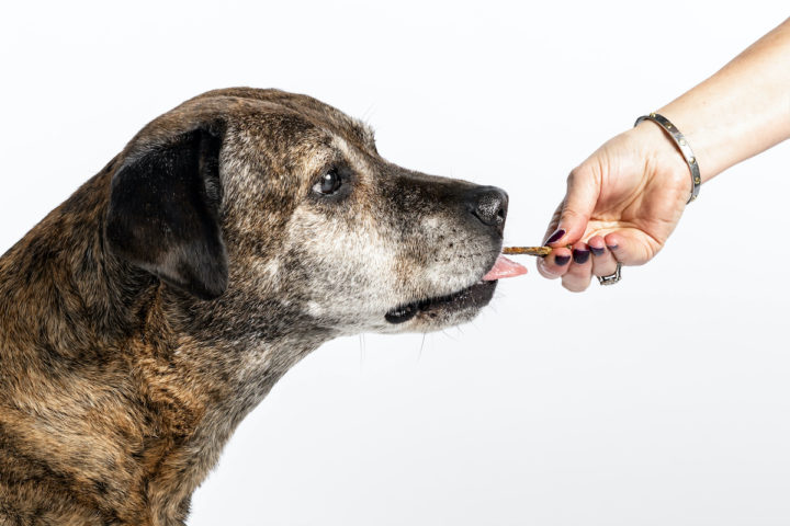 Natural Supplements For Dogs and Their Benefits
