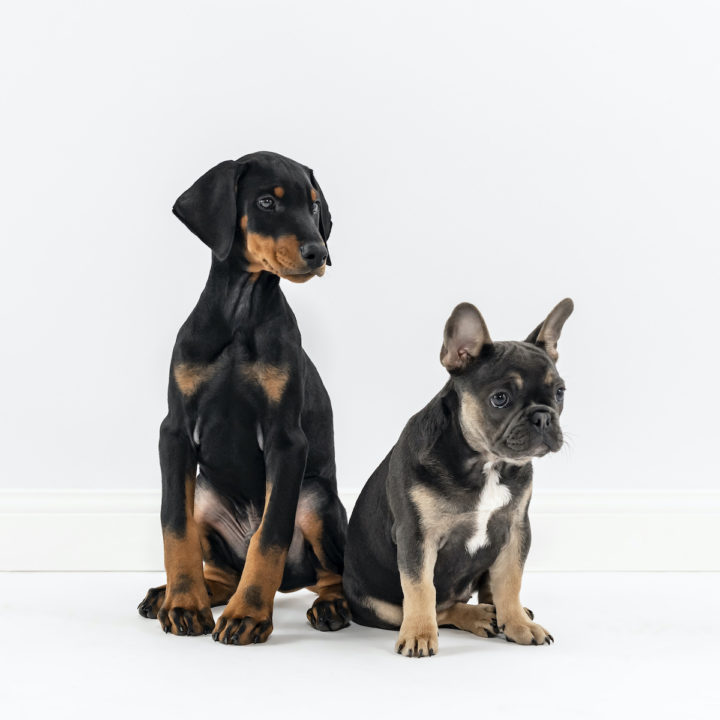 Training Your Puppy To Enjoy Bath Time