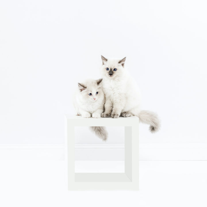 Grooming and Coat Care For Your Cat