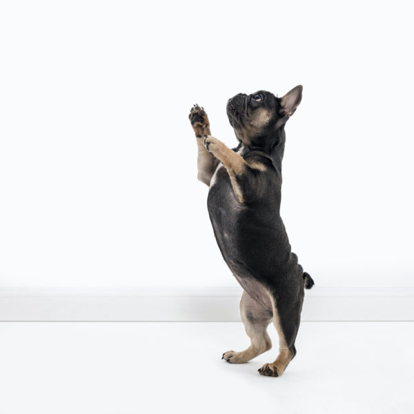 3 1 Training Your Adolescent Puppy With Dr. Katrina