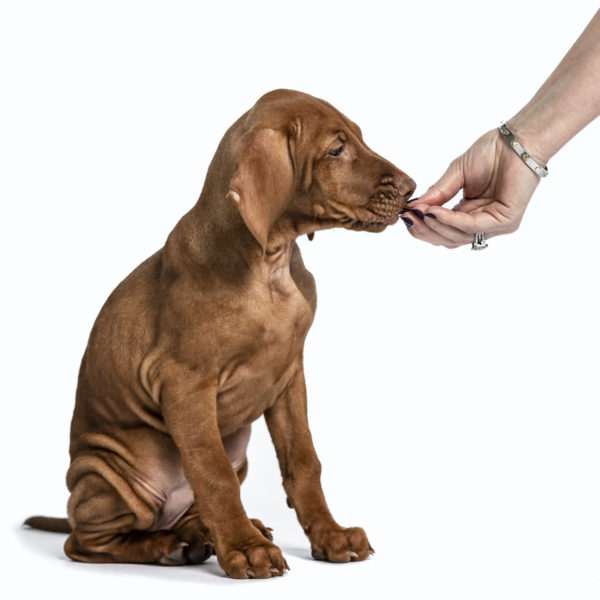 4 Training Your Adolescent Puppy With Dr. Katrina