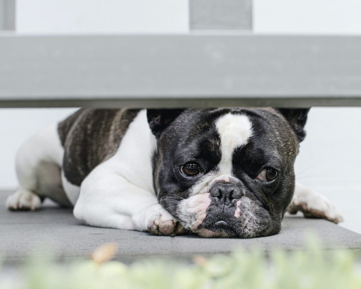 Dangerous Foods For Dogs