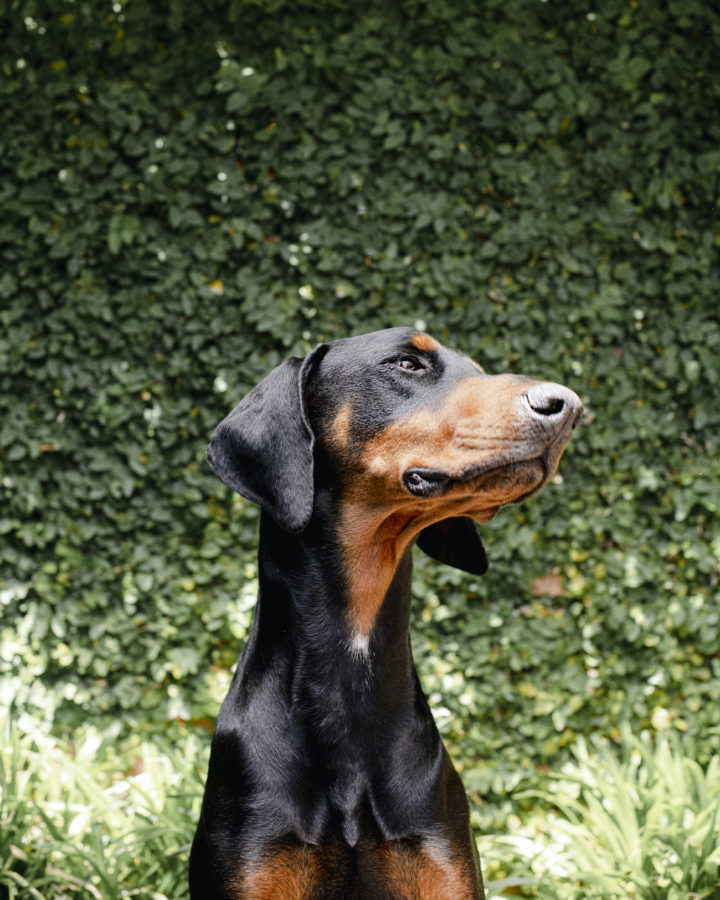 Springtime Tips For Dogs With Itchy Skin