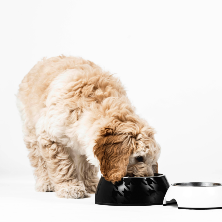 Our 5 Favourite Products for Welcoming New Puppies