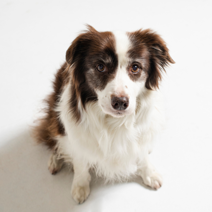 Our Tips on How to Care for Senior Dogs