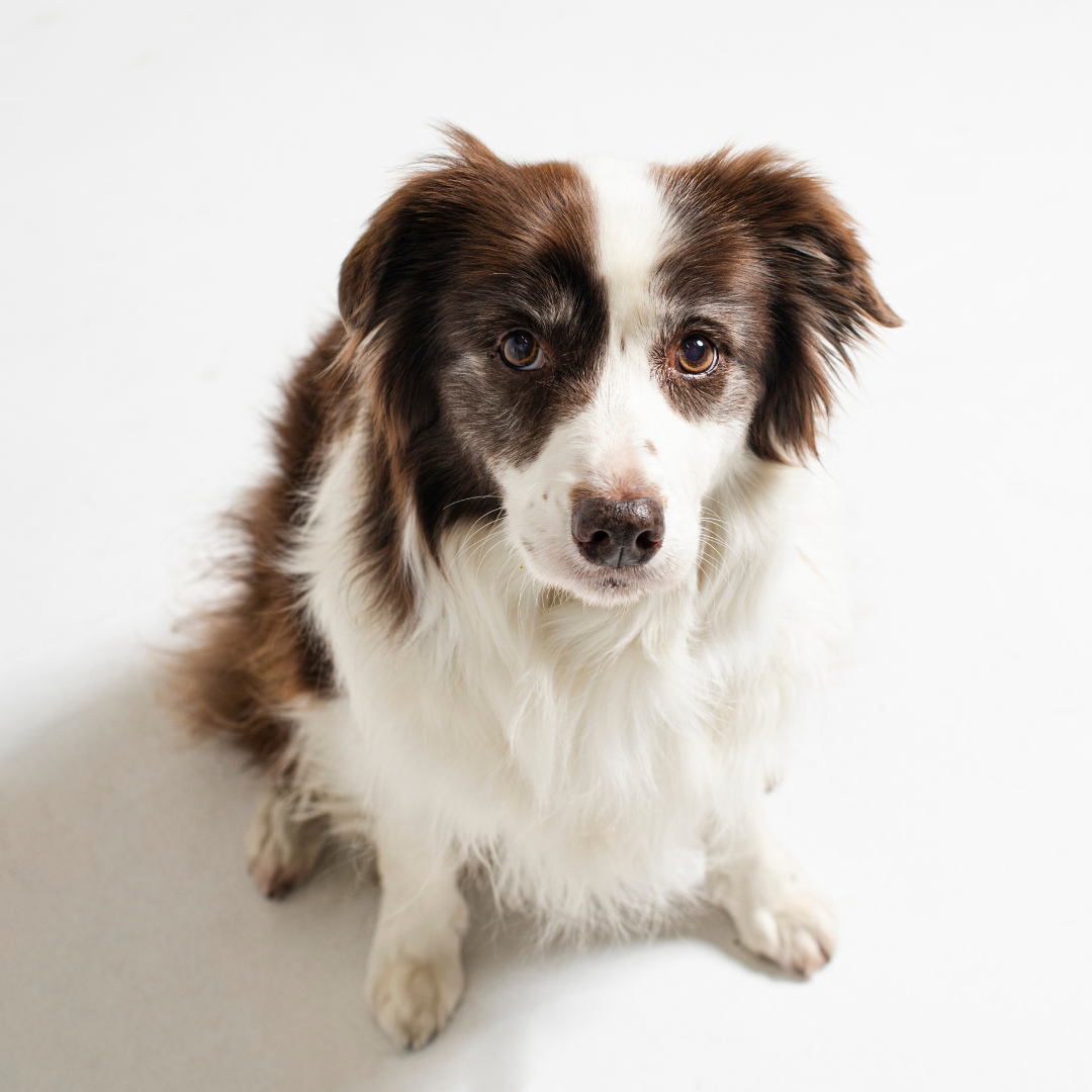 Our Tips on How to Care for Senior Dogs