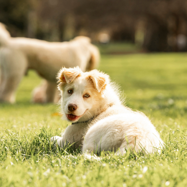 Training Your Adolescent Puppy