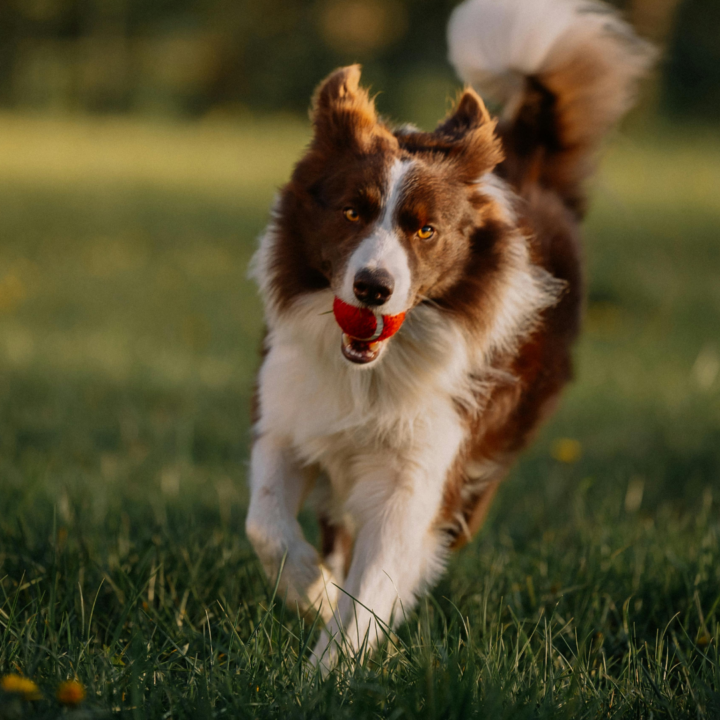 Our Tips for Teaching Your Dog the Recall