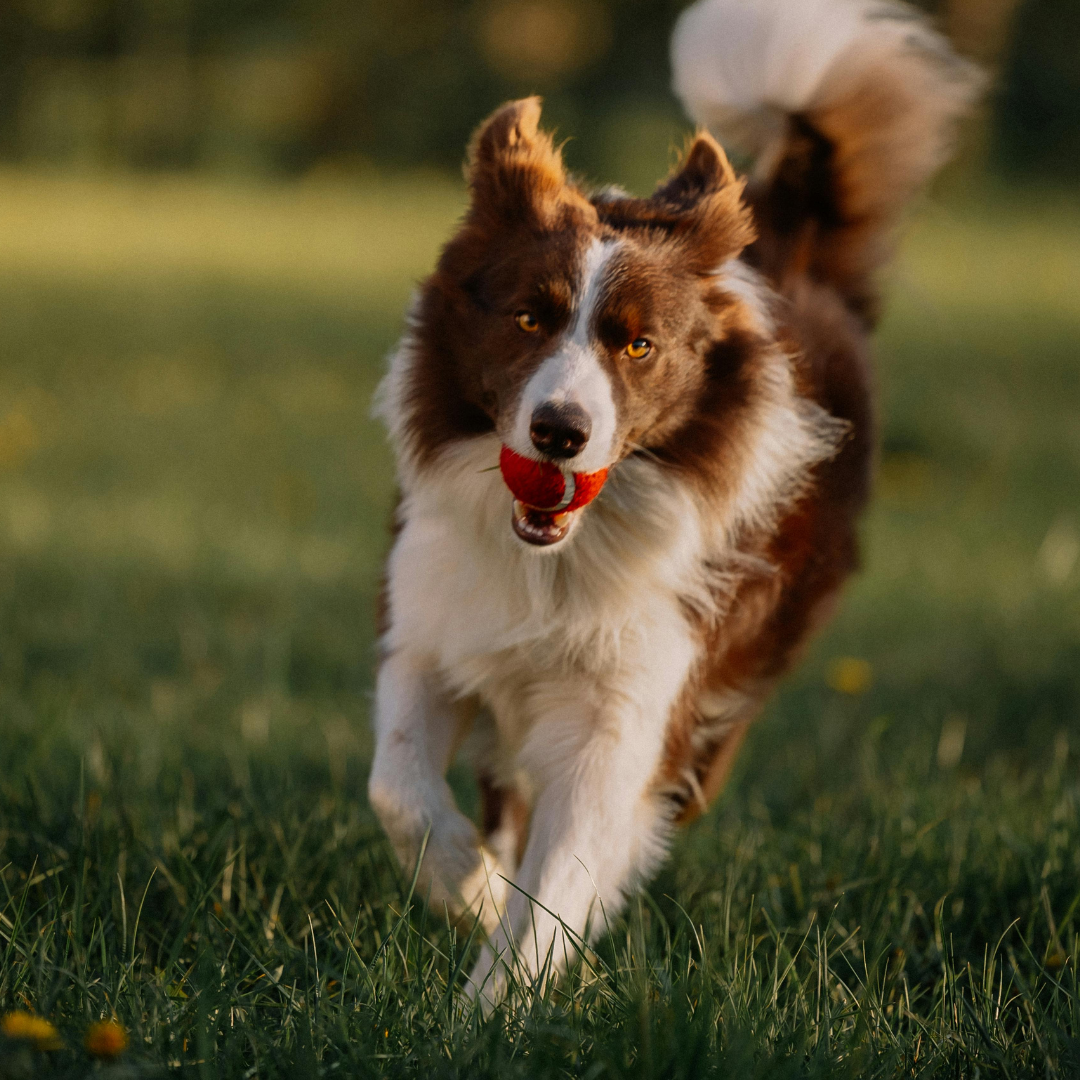 Our Tips for Teaching Your Dog the Recall