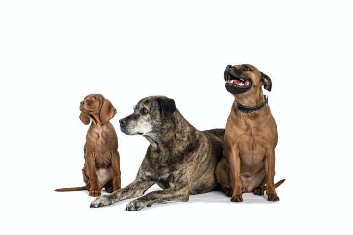 Boost Your Dog’s Nutrition With Natural Supplements