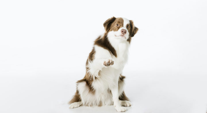 Hemp Seed Oil For Dry Paws & Skin