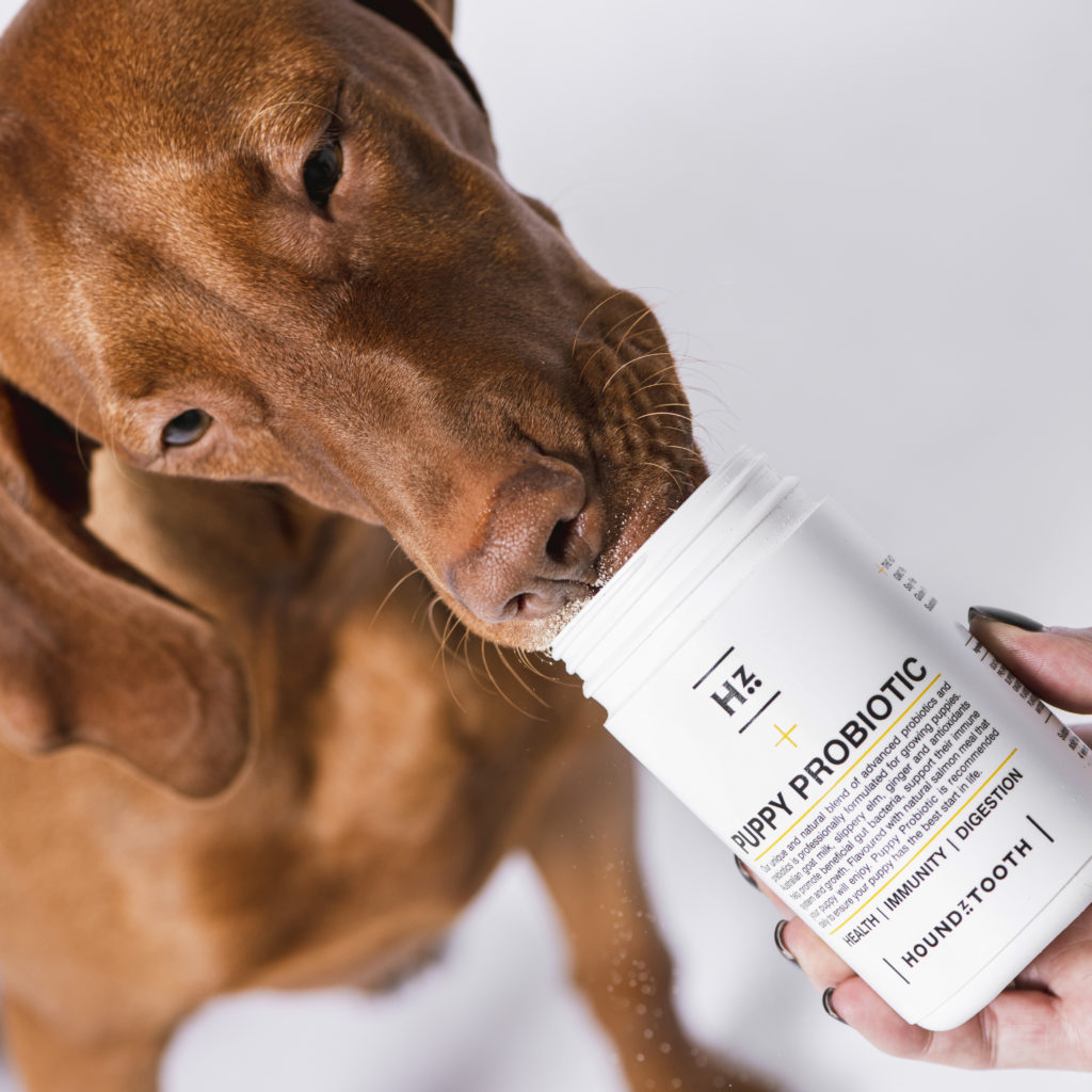 Houndztooth Ambassadpr Supplements 5776 AdobeRGB 300dpi High Res Probiotics & Prebiotics for Dogs with Sensitive Stomach