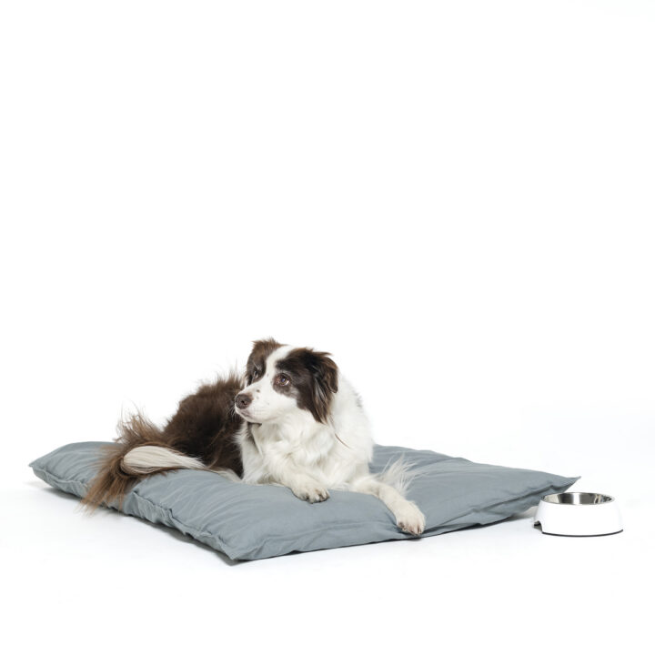 Our Tips on How to Manage Arthritis in Dogs