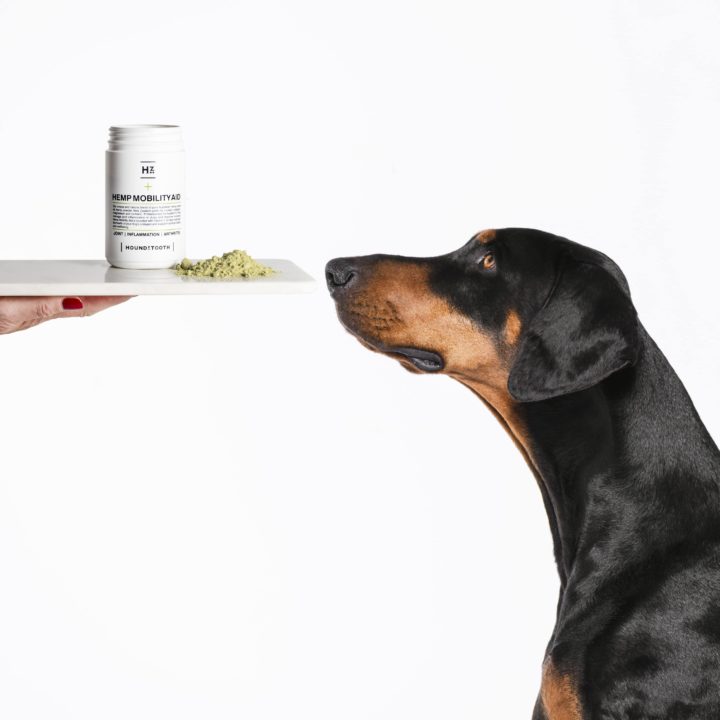 CBD Oil for Dogs with Canine Osteoarthritis