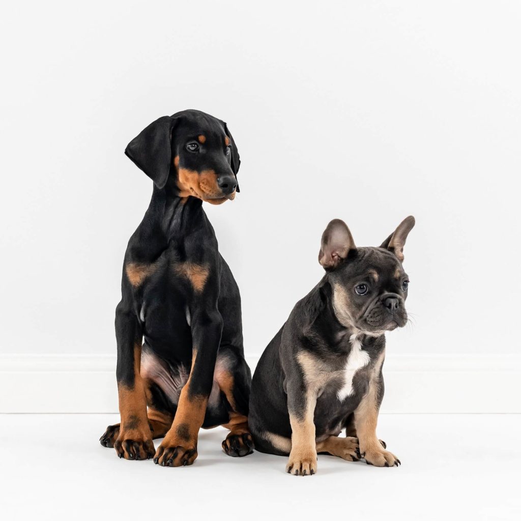 Dr. Katrina's 3 Important Things to Teach Your Puppy