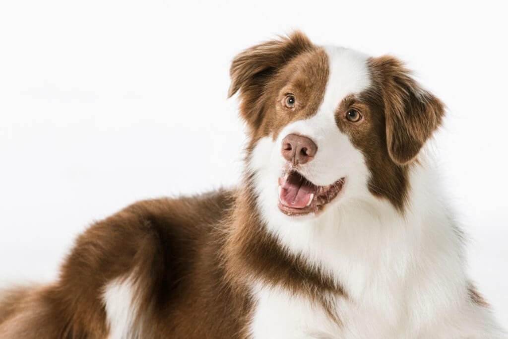 Dr Katrina's Tips for Teaching Your Dog The Recall