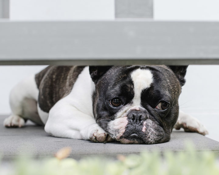 Boredom Busters for your Dog with Dr Katrina