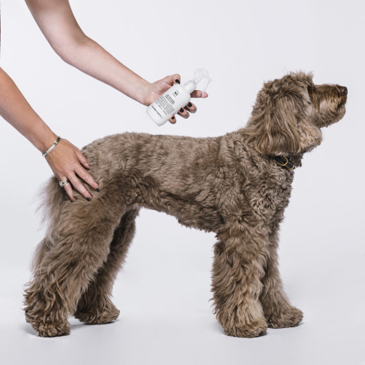 How to Choose the Right Dog Groomer with Dr Katrina
